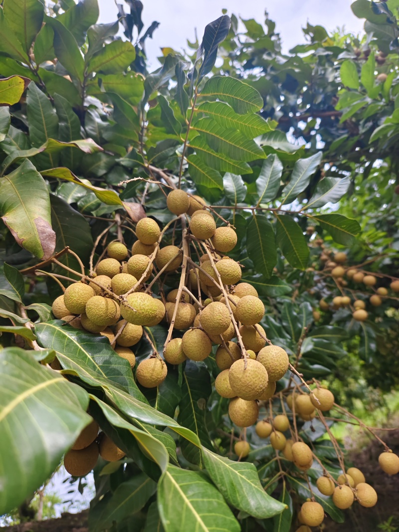 龙眼