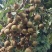 龙眼