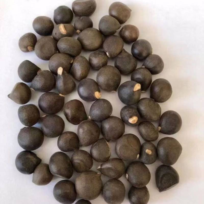 文冠果籽大量出货