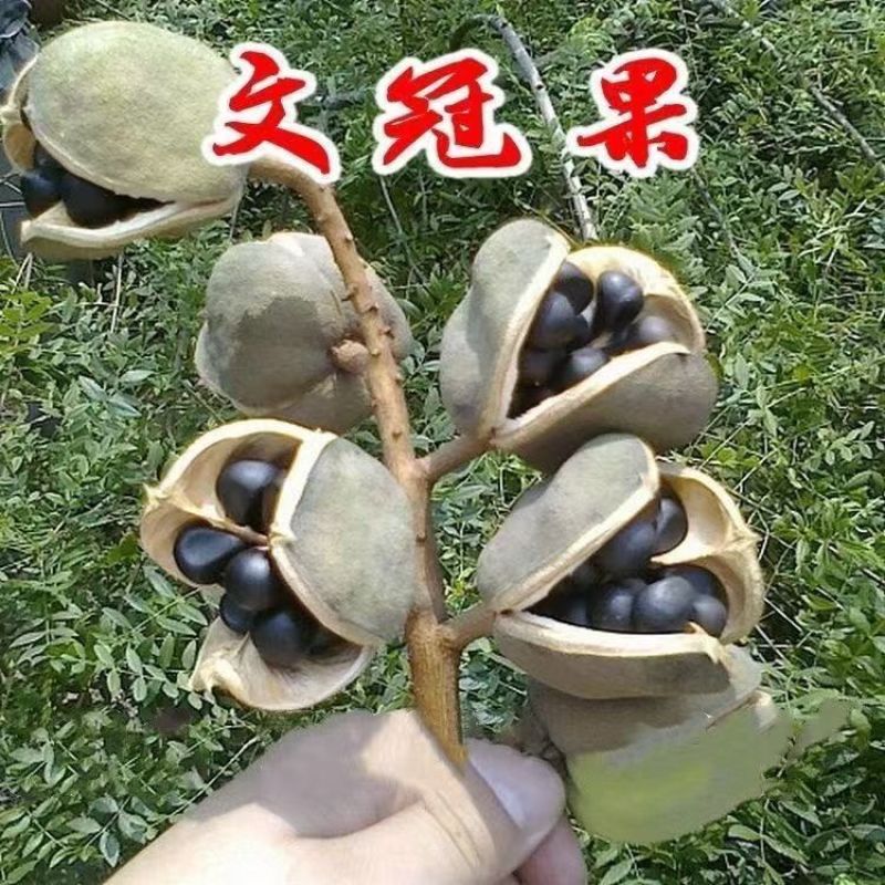 文冠果籽大量出货