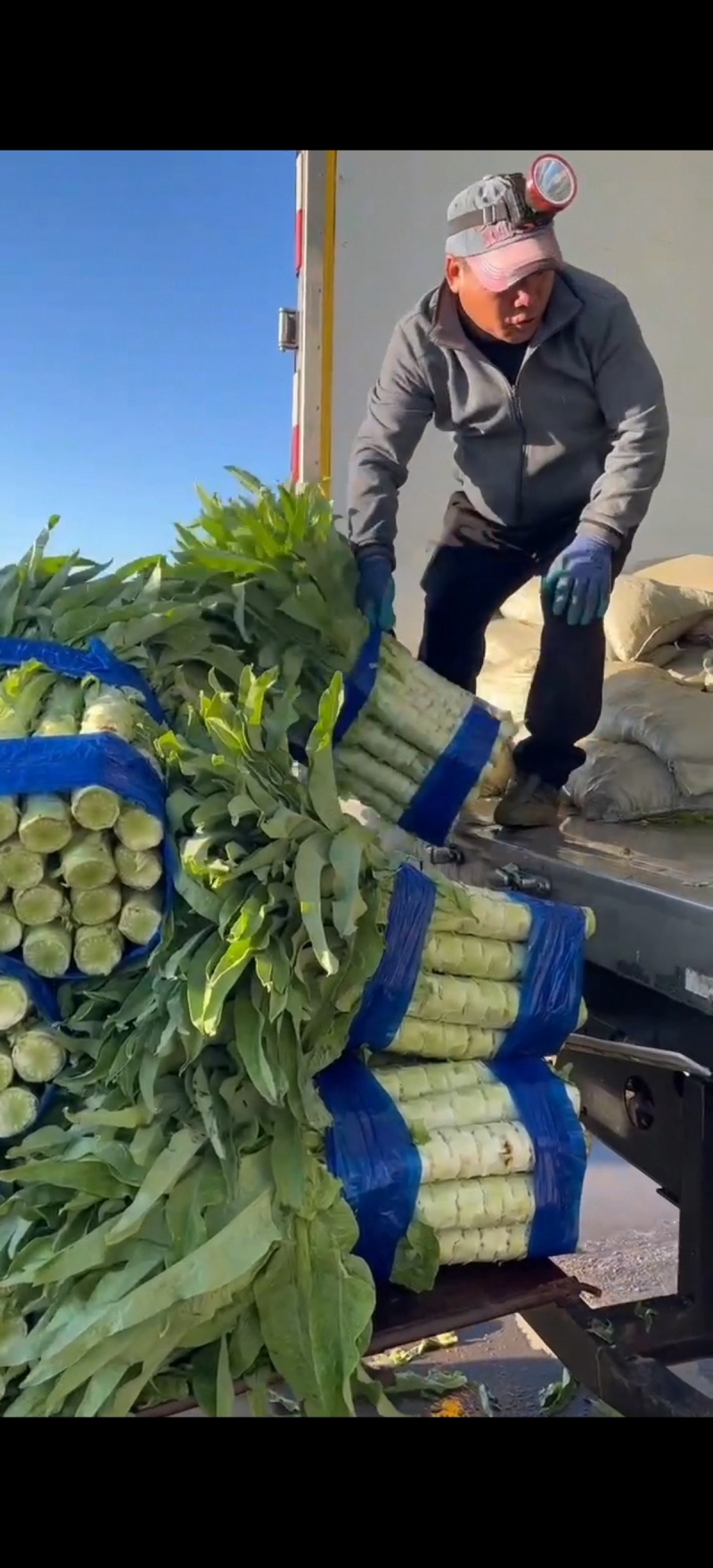 张北莴笋大量上市，基地种植全国各地发货。诚信为本保证质量