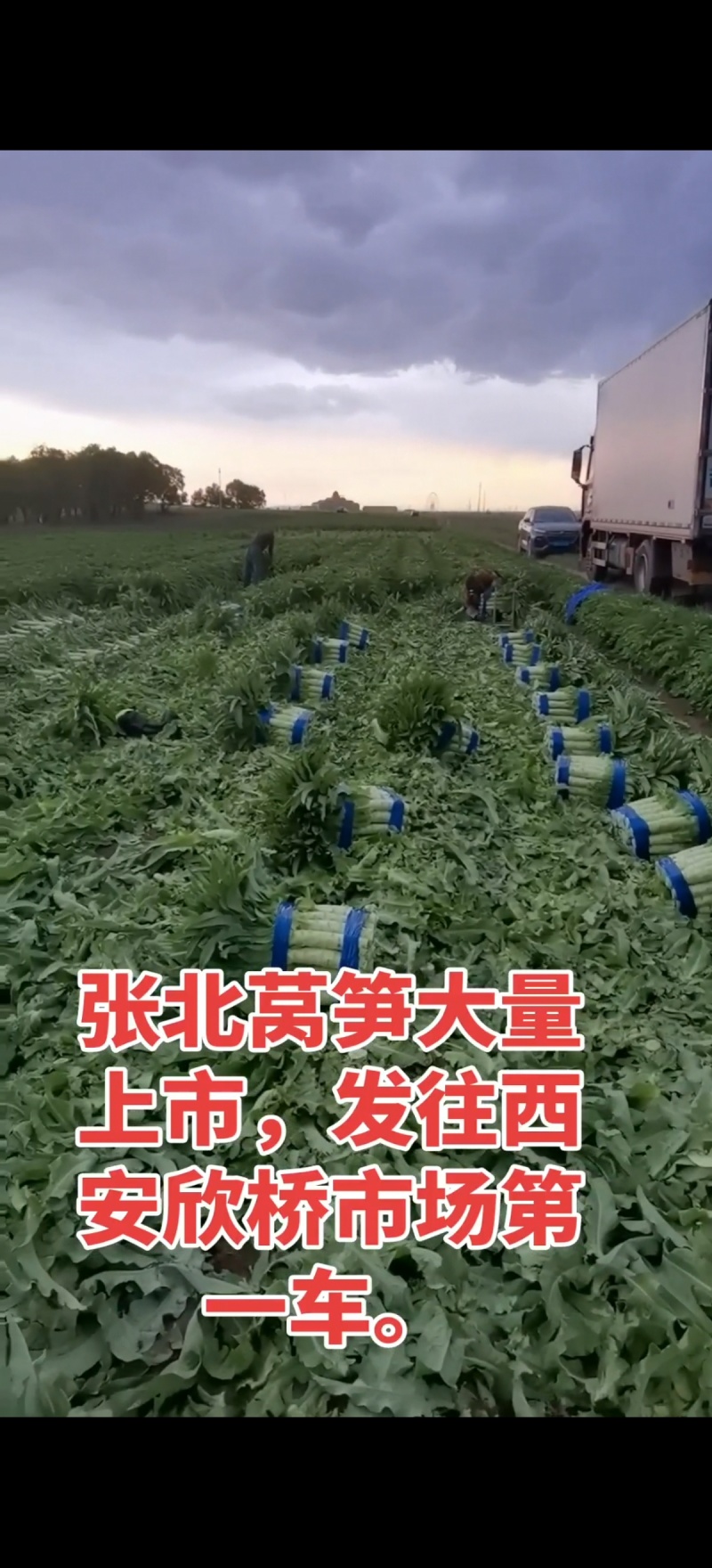 张北莴笋大量上市，基地种植全国各地发货。诚信为本保证质量