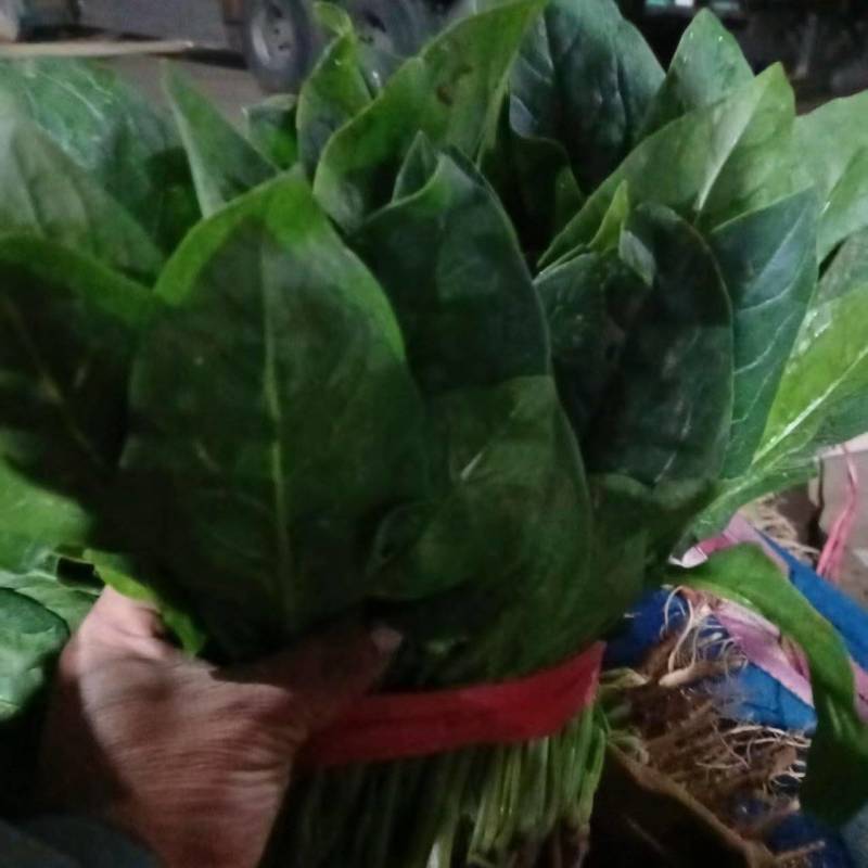河北邯郸南大堡蔬菜批发市场精品菠菜大量批发