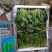 河北邯郸南大堡蔬菜批发市场精品菠菜大量批发