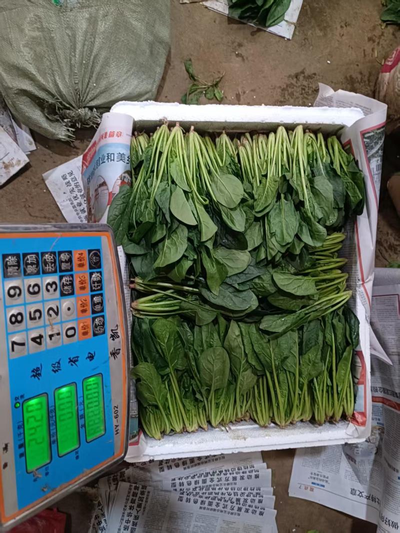 河北邯郸南大堡蔬菜批发市场精品菠菜大量批发