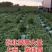 张北莴笋便宜了，精品莴笋基地发货