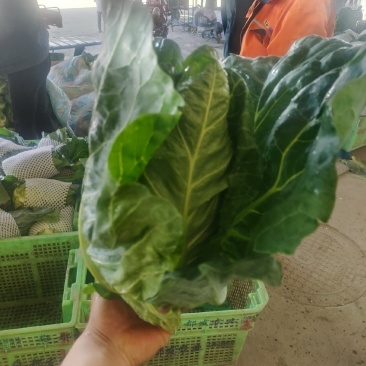 甘肃定西高原夏菜牛心甘蓝