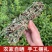 金银花藤