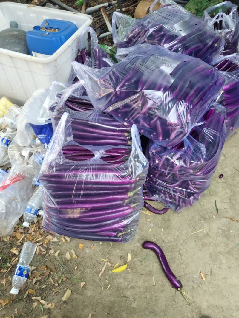 紫线茄河南中牟发货，支持尾款到付品质保证可视频看货