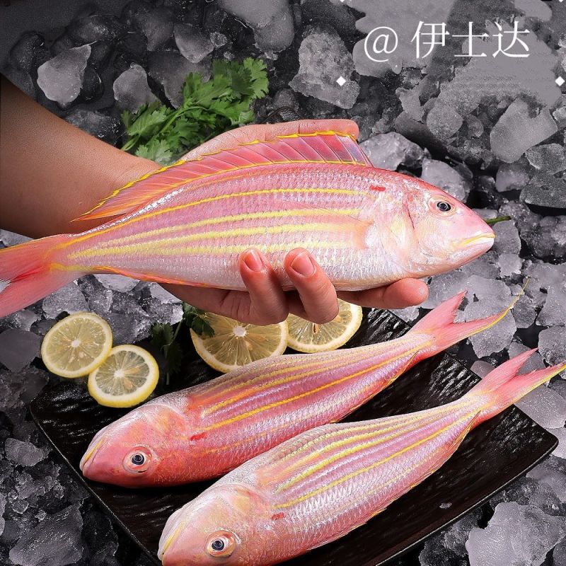 红杉鱼批发
