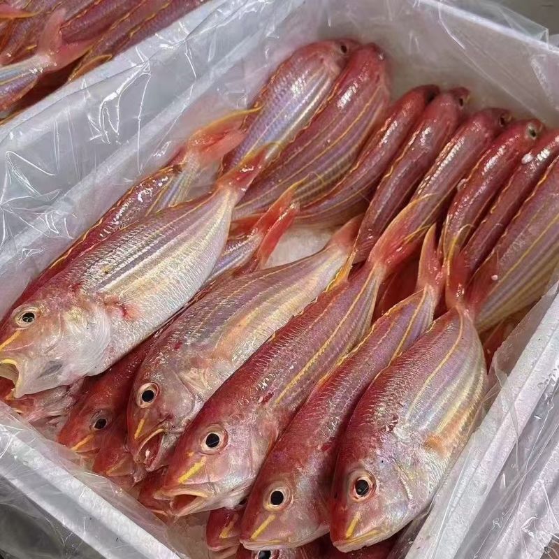 红杉鱼批发