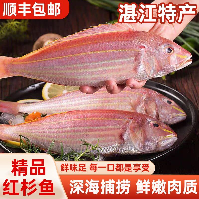 红杉鱼批发