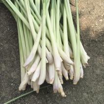 香茅草
