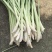 香茅草
