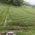 香茅草