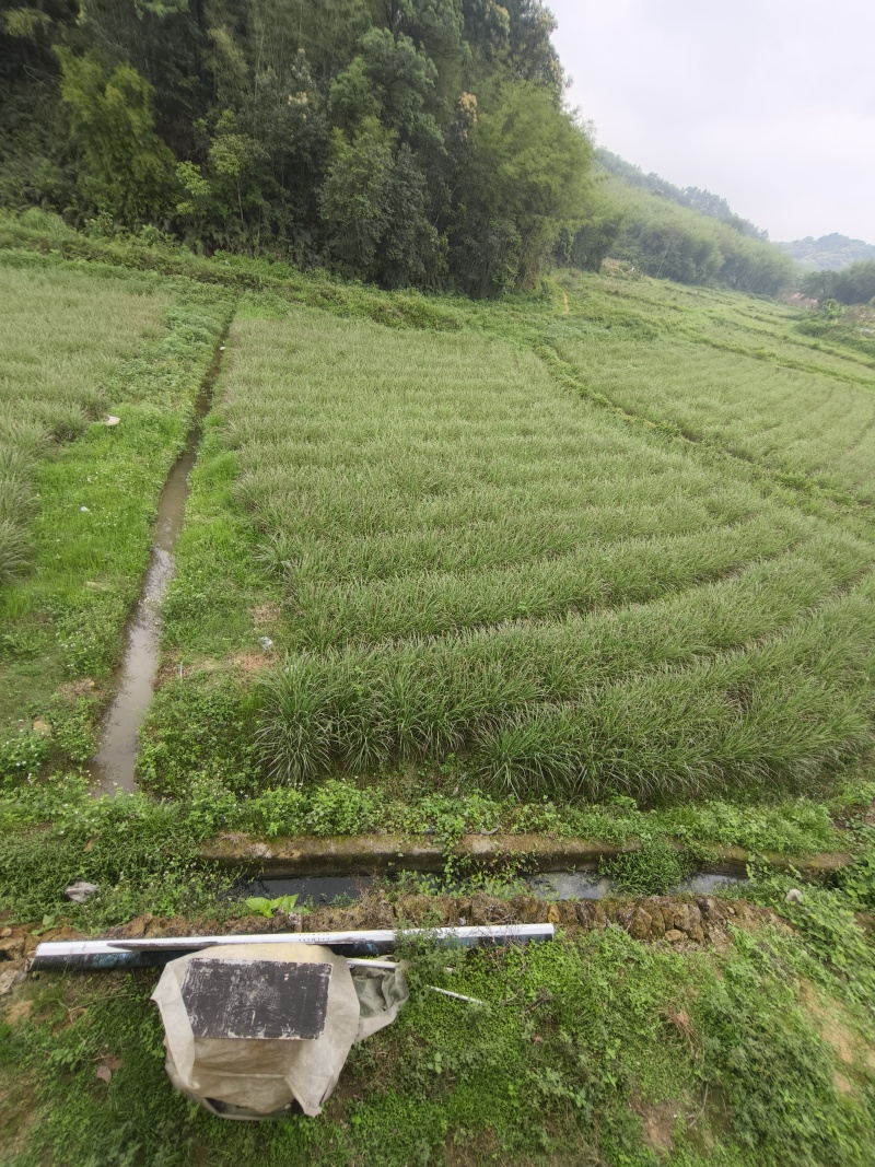 香茅草