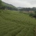 香茅草