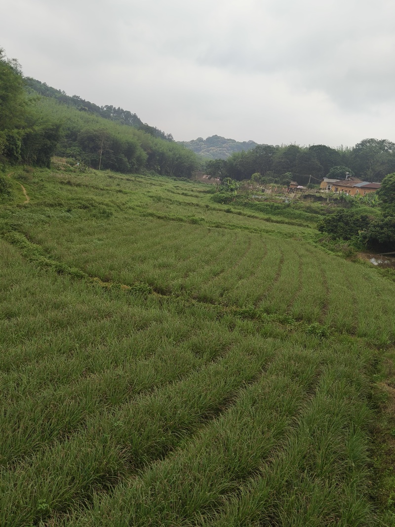 香茅草