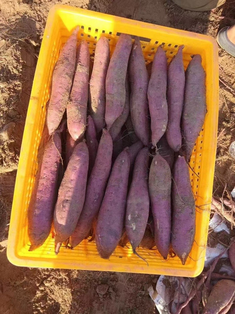 【热卖】陕西秦薯/陕西红薯/秦薯五号/无虫眼质量三包