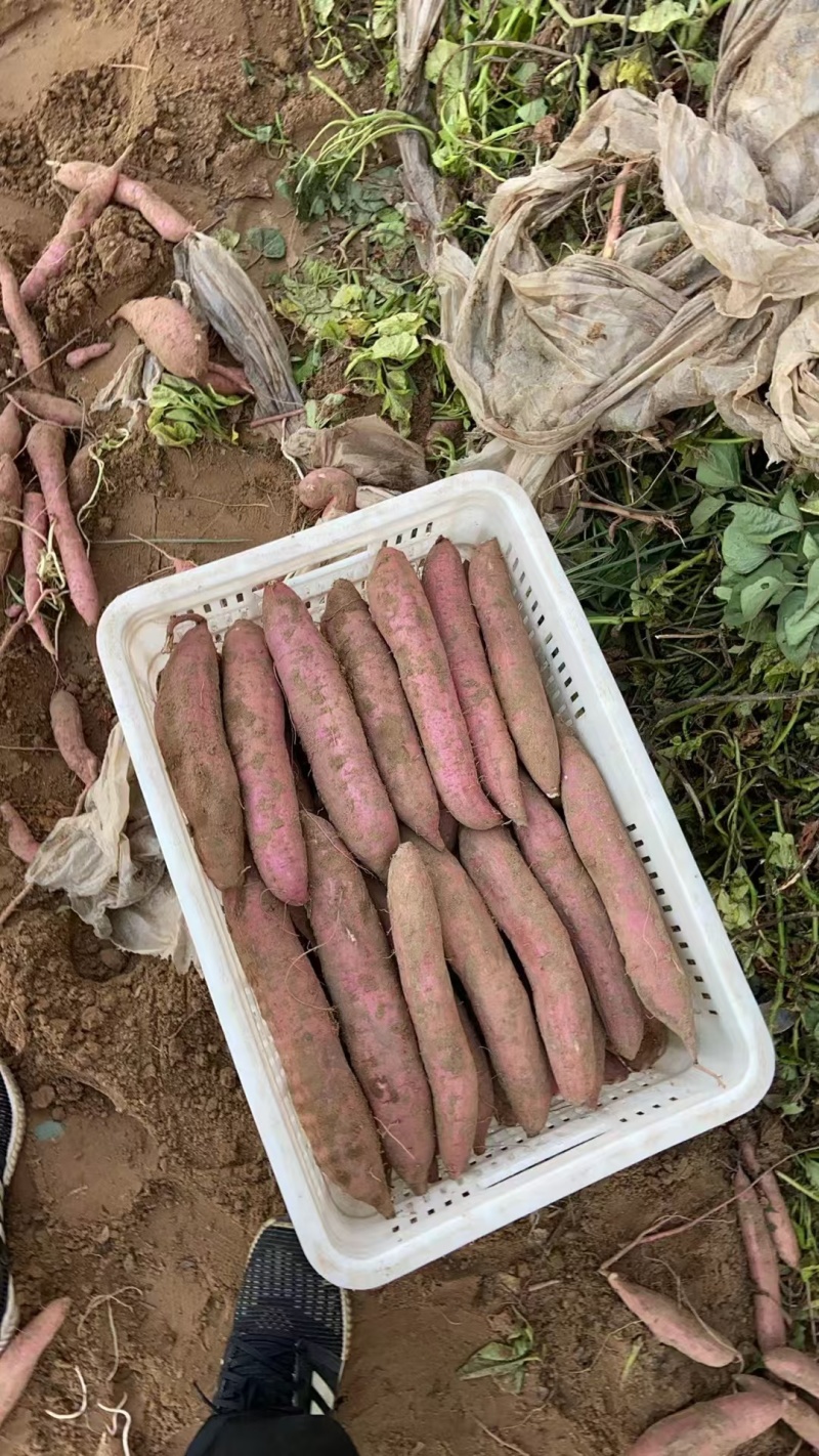 【热卖】陕西秦薯/陕西红薯/秦薯五号/无虫眼质量三包