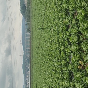 团生菜