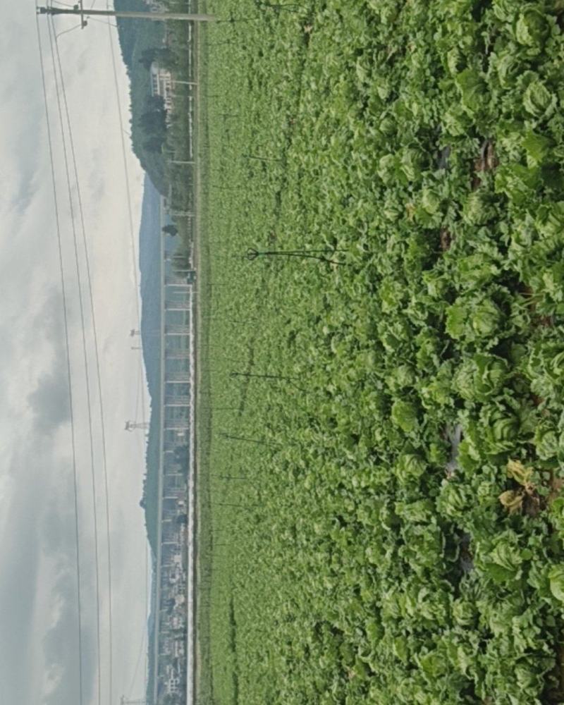 团生菜
