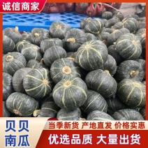【贝贝南瓜】陕西贝贝南瓜/陕西南瓜/粉糯香甜/质量三包