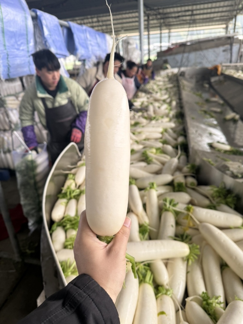 精品白萝卜需要的老板联系***********