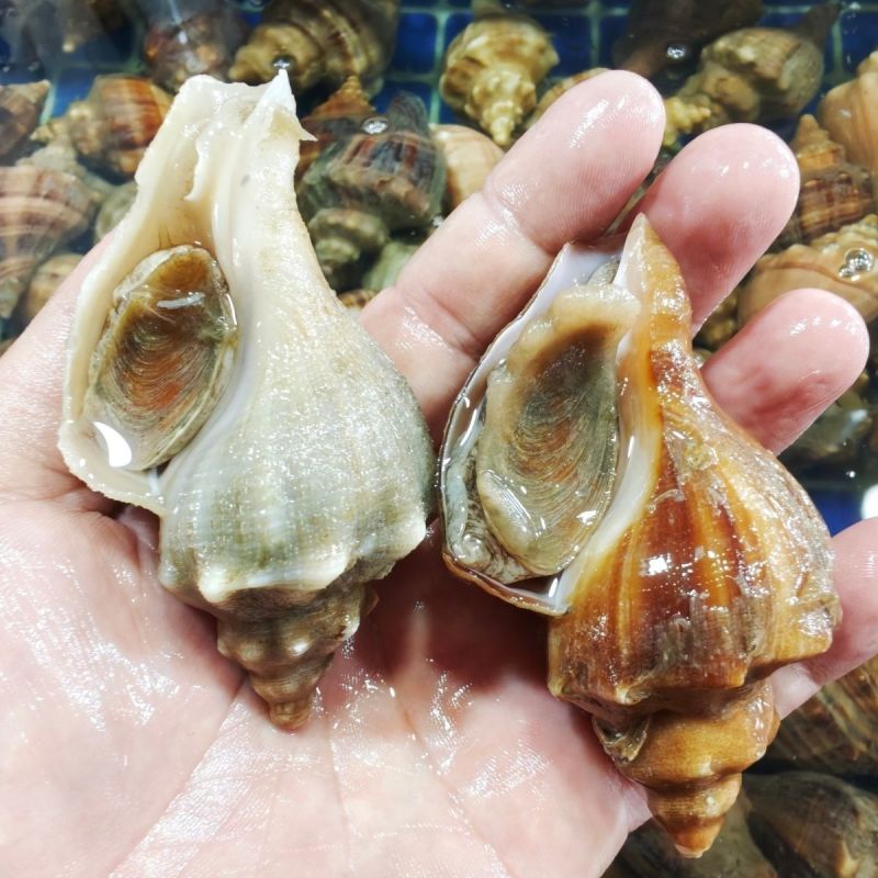 鲜活红尖螺海螺深海现捕尖螺新鲜海螺海鲜水产直达冰鲜活批发