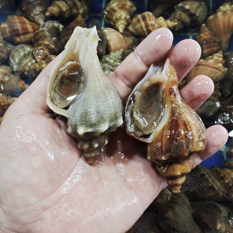 鲜活红尖螺海螺深海现捕尖螺新鲜海螺海鲜水产直达冰鲜活批发