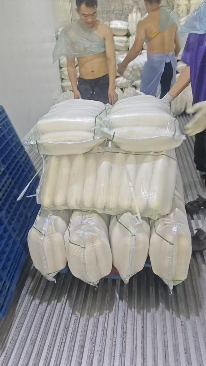 大量出售白萝卜