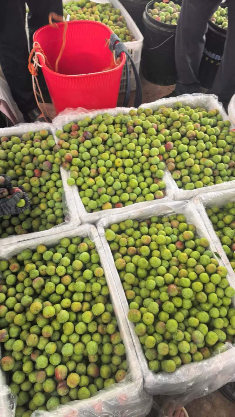 云南地理标志性产品半边红李子