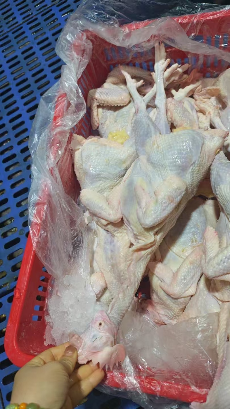 红毛老母鸡淘汰蛋鸡脆皮手撕鸡盐焗鸡椒麻鸡煲汤专用老鸡