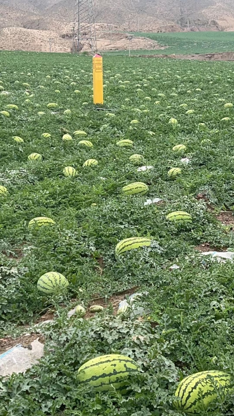 宁夏硒沙瓜，金瓜6号，长城5号，金花1号