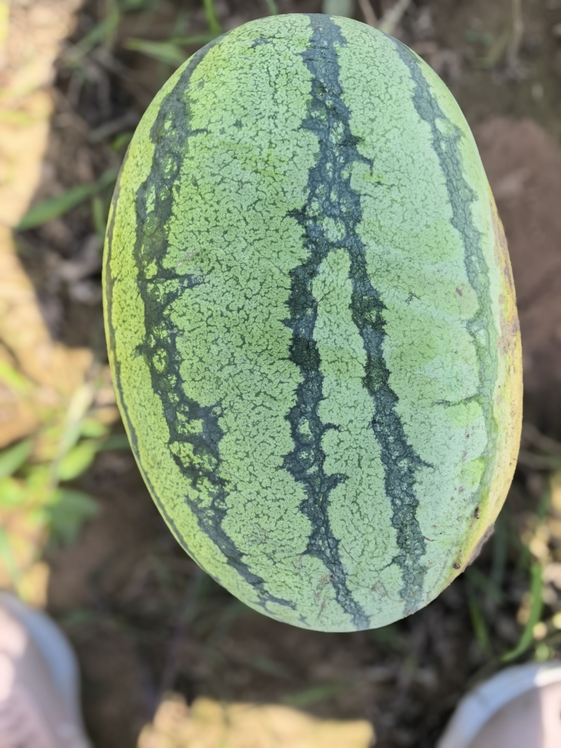 宁夏硒沙瓜，金瓜6号，长城5号，金花1号