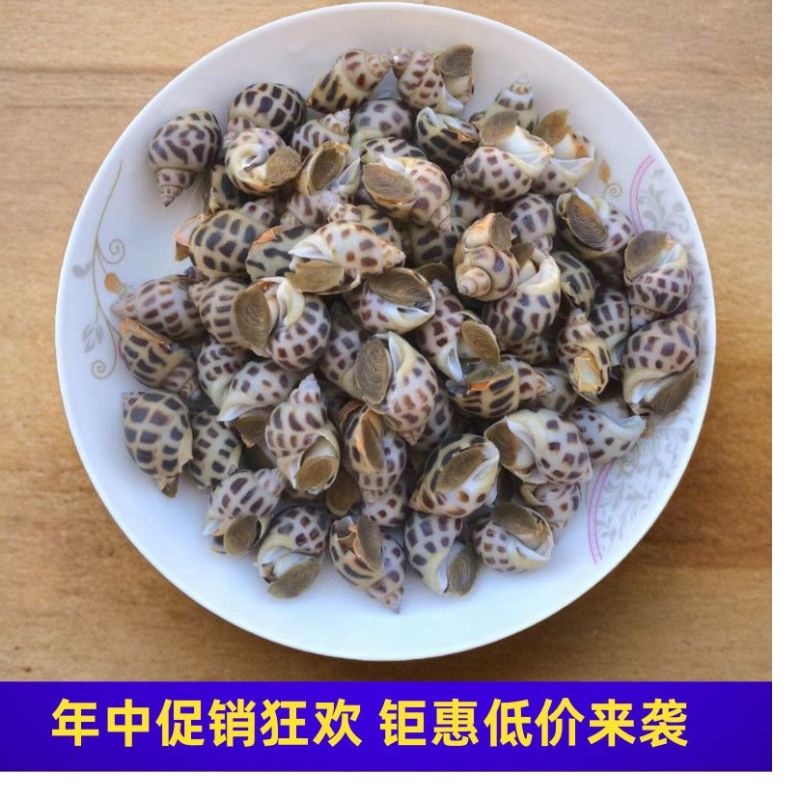 鲜活海南花螺方斑大花螺东风螺正宗花螺活体泥螺红螺甜螺贝壳活发