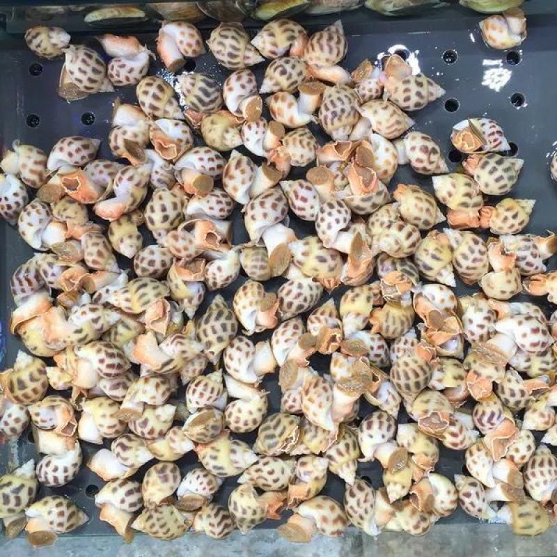 鲜活海南花螺方斑大花螺东风螺正宗花螺活体泥螺红螺甜螺贝壳活发