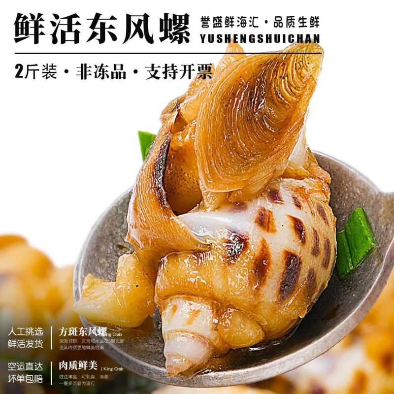 鲜活海南花螺方斑大花螺东风螺正宗花螺活体泥螺红螺甜螺贝壳活发
