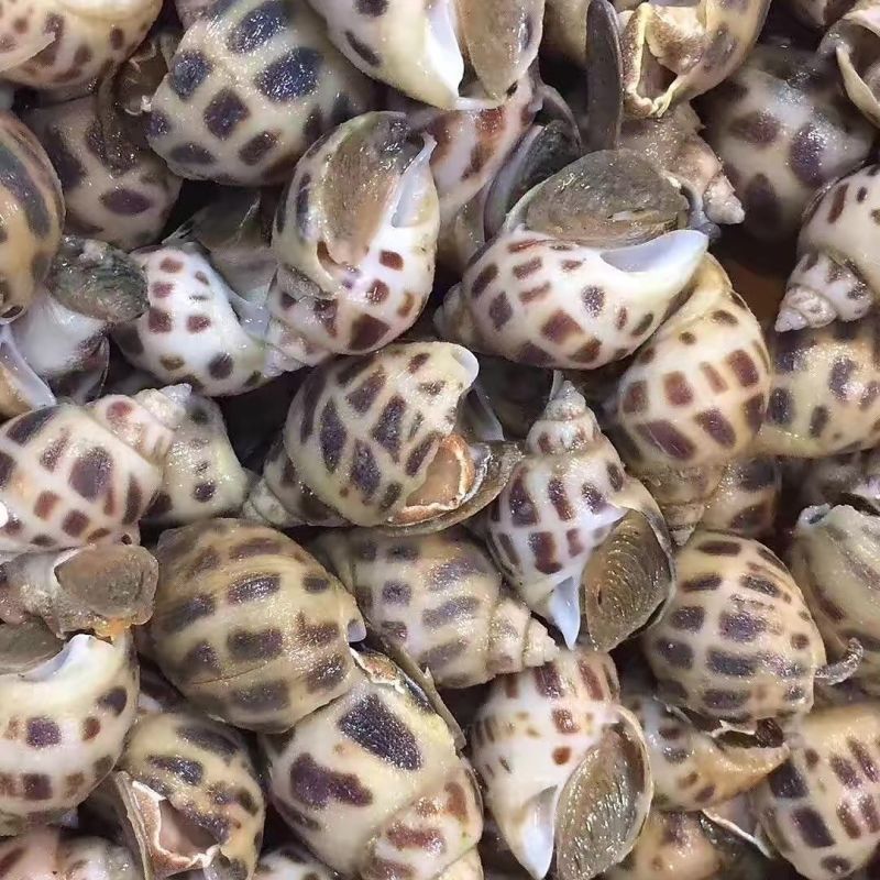 鲜活海南花螺方斑大花螺东风螺正宗花螺活体泥螺红螺甜螺贝壳活发