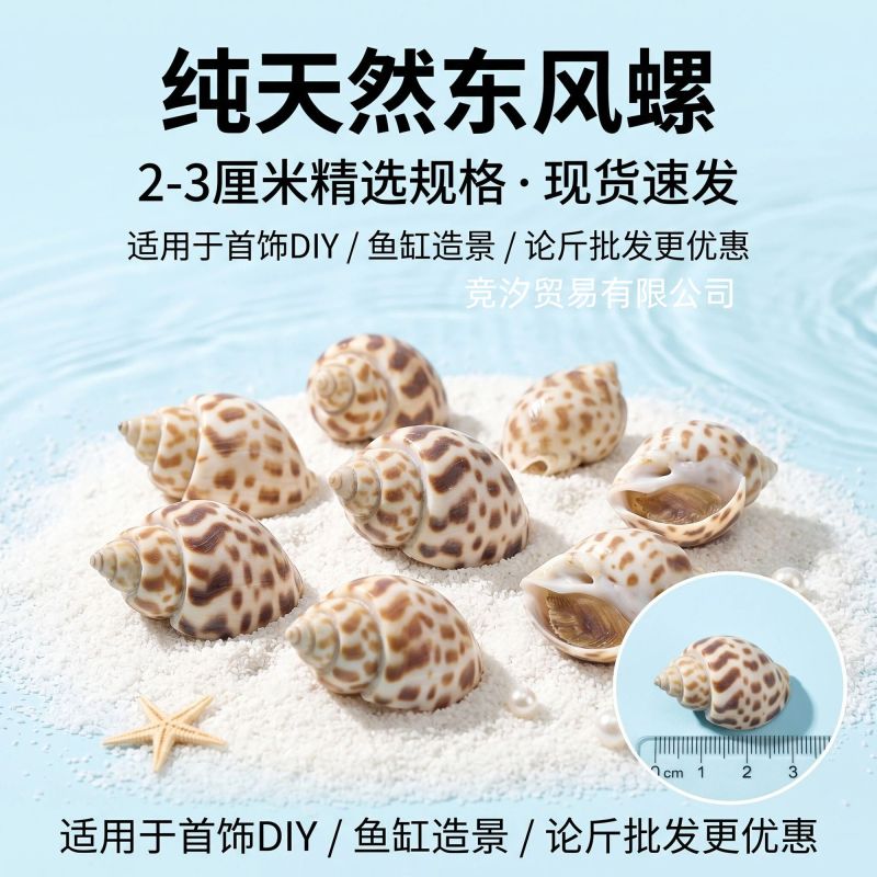鲜活海南花螺方斑大花螺东风螺正宗花螺活体泥螺红螺甜螺贝壳活发