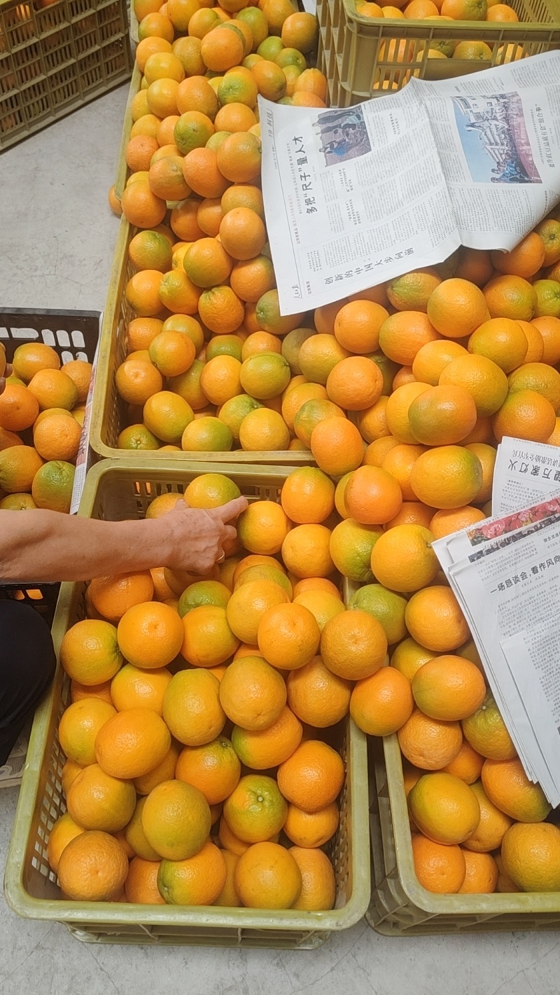 湖北秭归精品夏橙，个头匀称皮毛干净，九甜一酸，大量供应！