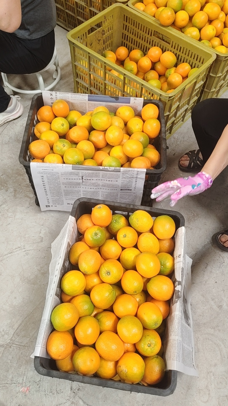 湖北秭归精品夏橙，个头匀称皮毛干净，九甜一酸，大量供应！