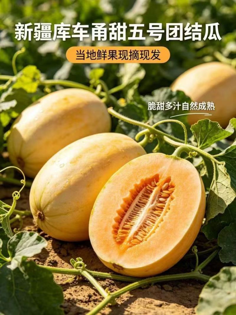 推荐新疆甬甜五号蜜瓜，支持一件代发，品质有保障欢迎采购