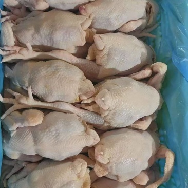 冰鲜三黄鸡妃子凤烤鸡专用鸡肉佛山源头
