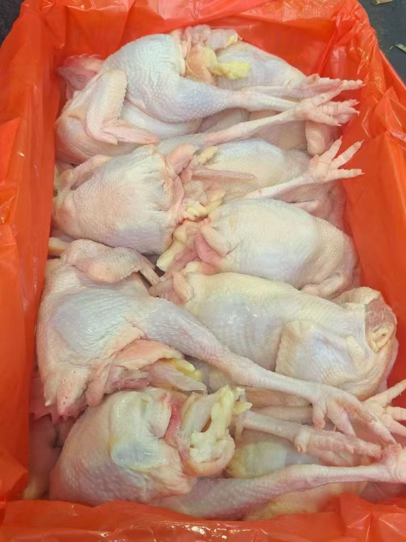 冰鲜三黄鸡妃子凤烤鸡专用鸡肉佛山源头