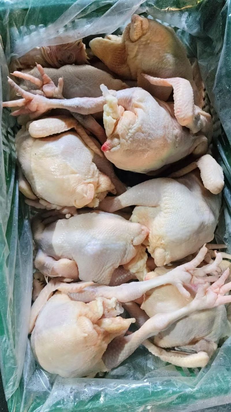 冰鲜三黄鸡妃子凤烤鸡专用鸡肉佛山源头
