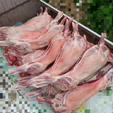 白条羊