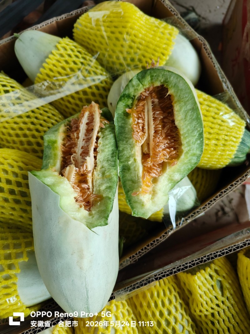 【优】博洋61头茬长丰拐集瓜果市场货源充足量大从优