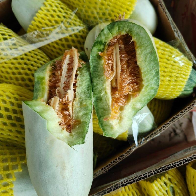 【优】博洋61头茬长丰拐集瓜果市场货源充足量大从优