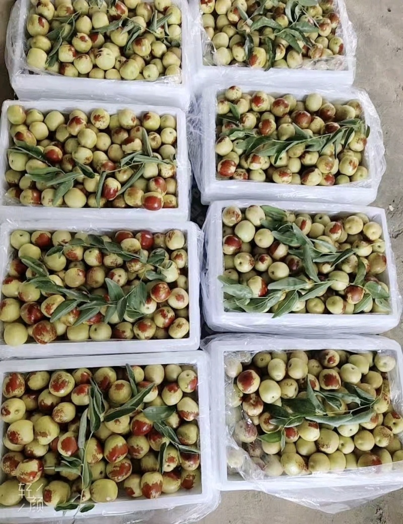 推荐陕西鲜枣大荔冬枣货源充足甜脆爽口价格实惠欢迎联